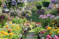 retail wholesale nursery business - 1