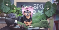 established grooming business - 1