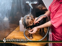 established mobile pet grooming - 1