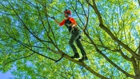 established 25-year arborist business - 1