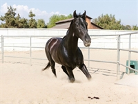 rv equestrian property with - 1