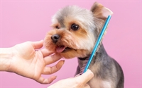 busy dog grooming business - 1