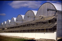 established wholesale tropical nursery - 1