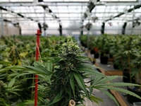 strategic nj cannabis licenses - 1