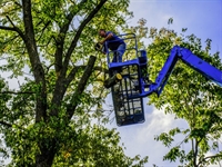 thriving tree service co - 1
