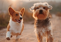 tech-enabled pet services training - 1