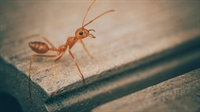 profitable relocatable ant farm - 1