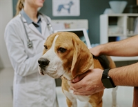tucson veterinary clinic with - 1