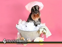 pamper your pets duval - 1