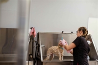 established pet grooming business - 1