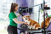 thriving pet grooming business - 1