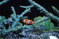 exotic fish pet store - 1