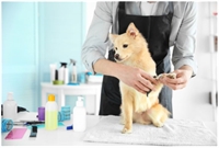 high-end dog grooming business - 1