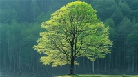 profitable tree service - 1