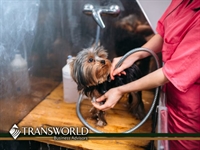 established pet grooming salon - 1