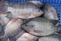 fresh seafood wholesaler distributor - 1
