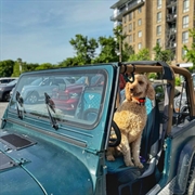 mobile dog training franchise - 2