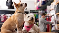 longstanding specialty pet retail - 1