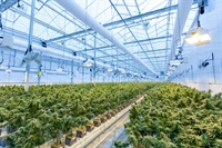 commercial cannabis cultivation farm - 1