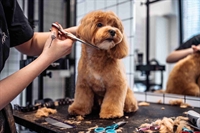 dog grooming business hartford - 1
