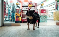 thriving established pet care - 1