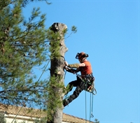 established tree trimming business - 1