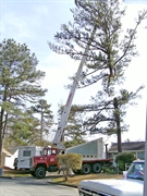 renowned tree service can - 1
