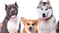 well-established pet care business - 1