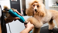 dog grooming salon absentee-owned - 1