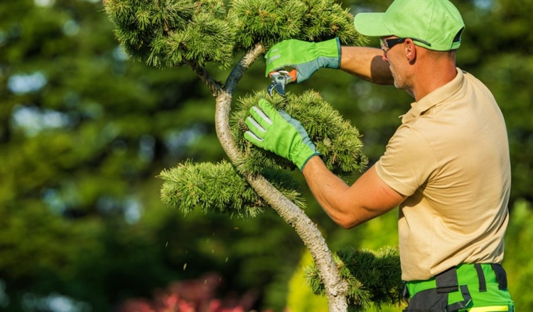 Established Landscaping & Snow Removal Company $500K SDE