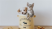 unique online pet store - 1
