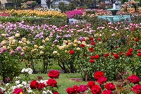 garden ctr nursery real - 1