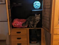 profitable luxury cat boarding - 2