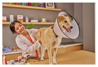 established dallas veterinary practice - 1