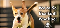 perfectfit4doglovers salon nashville tn - 2