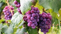 a dmv premier wine - 1