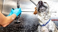 established pet grooming salon - 1