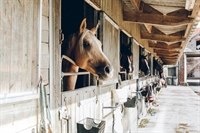 full service equestrian facility - 1