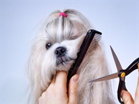 established pet grooming salon - 1