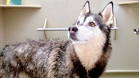 well-established pet boarding franchise - 1