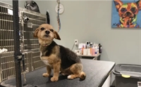 trusted dog grooming boarding - 1