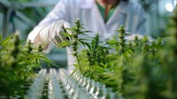 industrial cannabis grow processing - 1