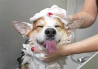 popular family-owned pet grooming - 1