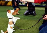 recession resistant dog training - 1