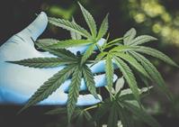 premier cannabis cultivator manufacturer - 1