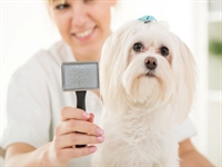 pet grooming business - 1