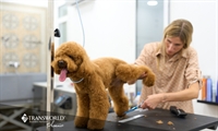 established pet grooming business - 1