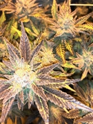 organic medical grade cannabis - 1