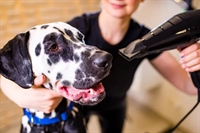 fully established dog grooming - 1