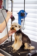 pet store grooming - 1